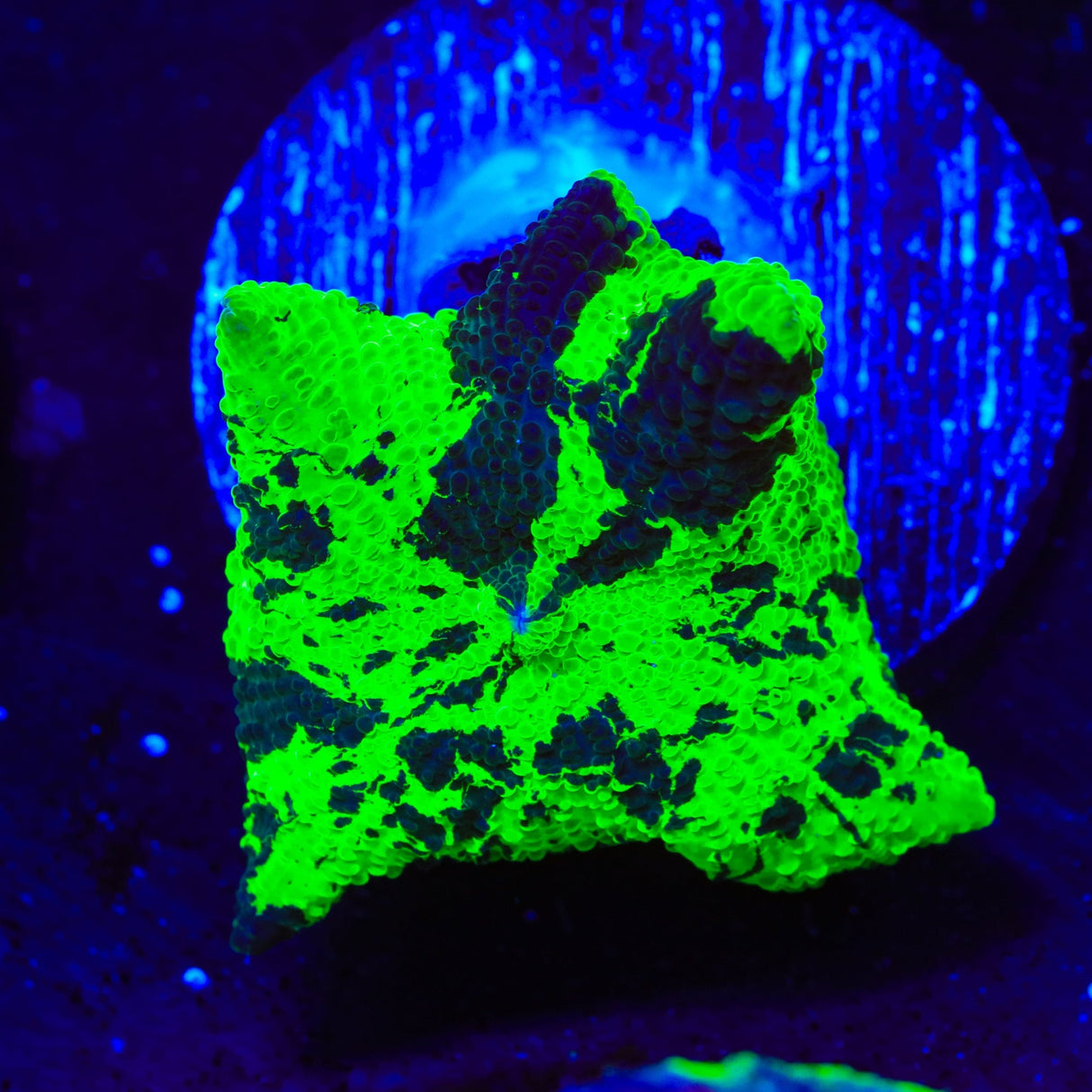 Kryptonite Mushroom Coral