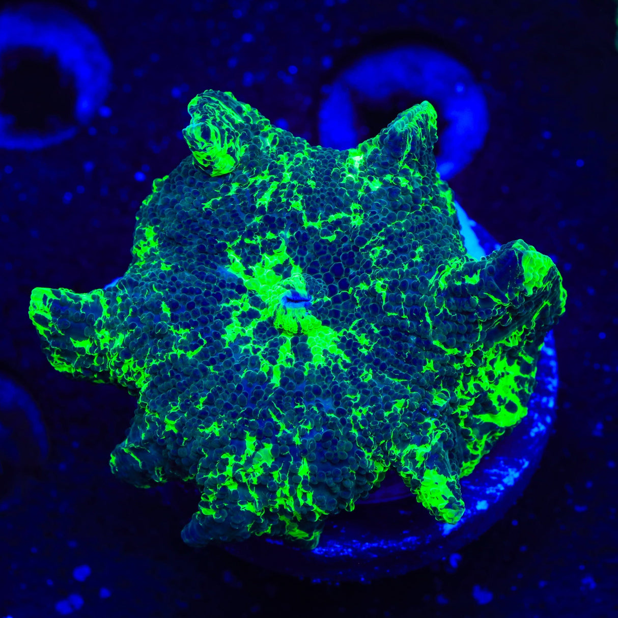 Kryptonite Mushroom Coral