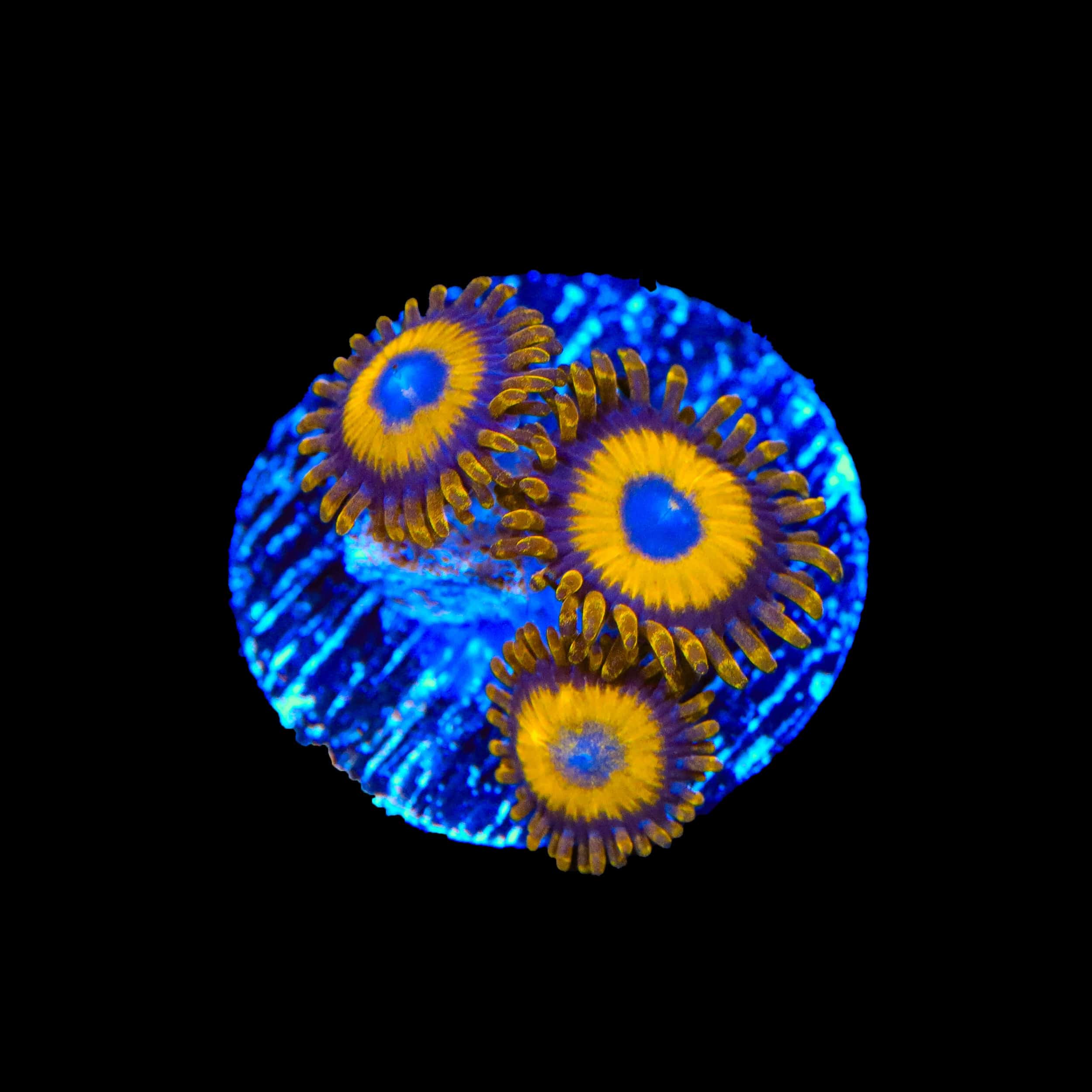LA Lakers Zoanthids Coral – Top Shelf Aquatics