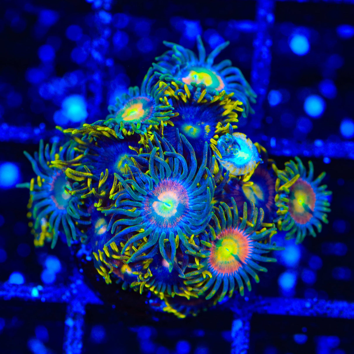 Laser Lemon Zoanthids Coral