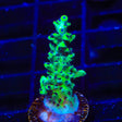 Lauras Purple Polyp Acropora Coral