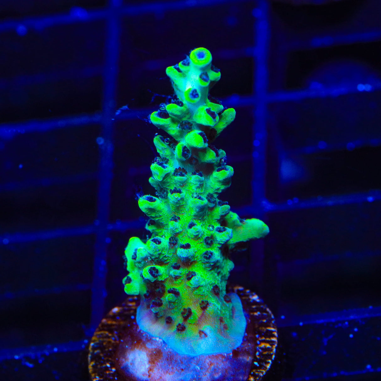 Lauras Purple Polyp Acropora Coral