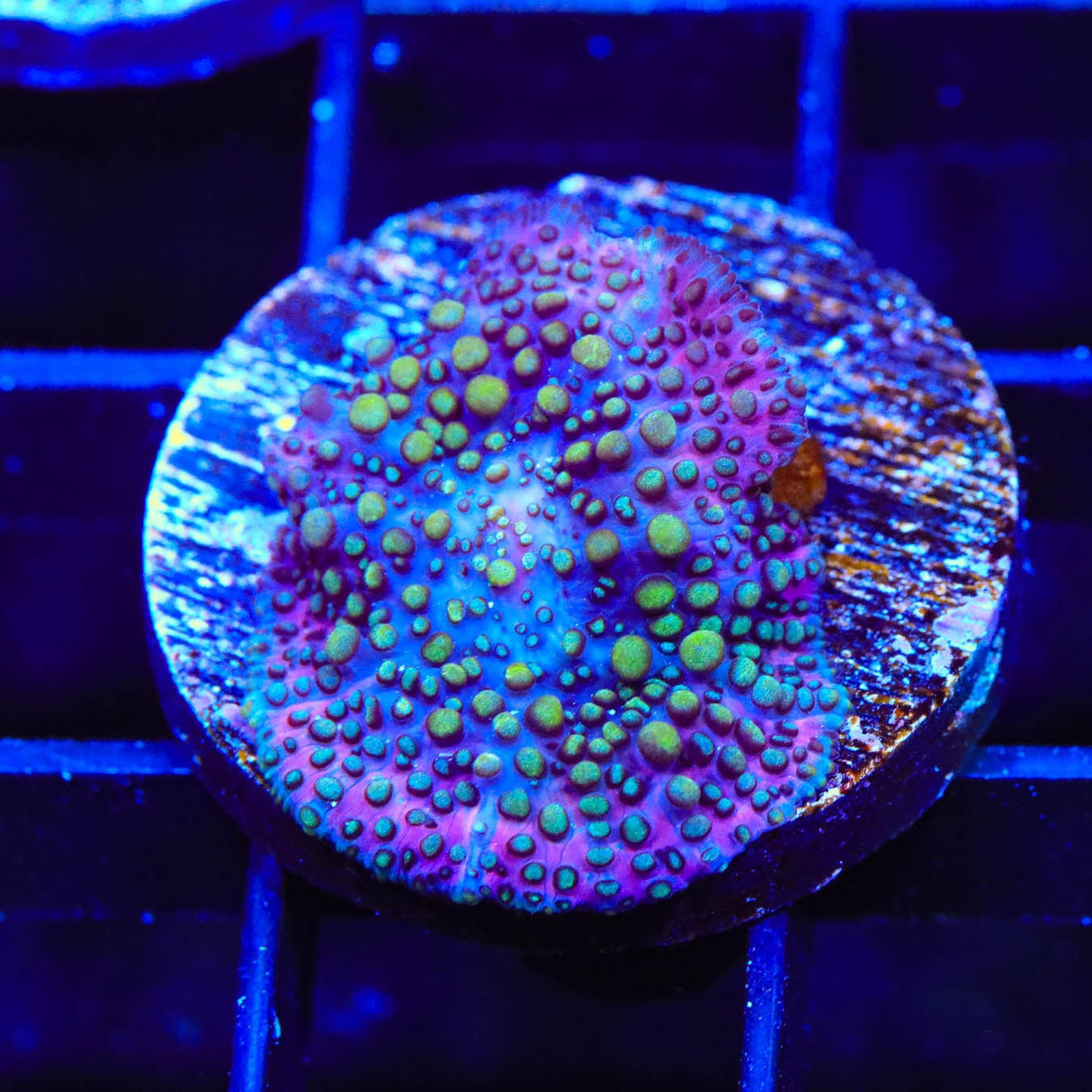 Lava Lamp Mushroom Coral