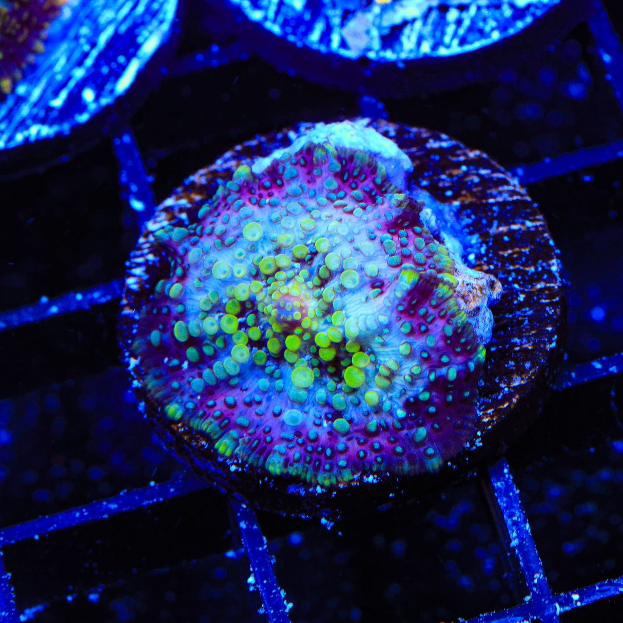 Lava Lamp Mushroom Coral