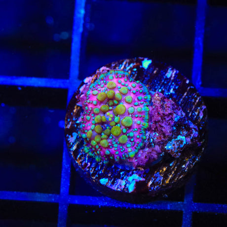Lava Lamp Mushroom Coral