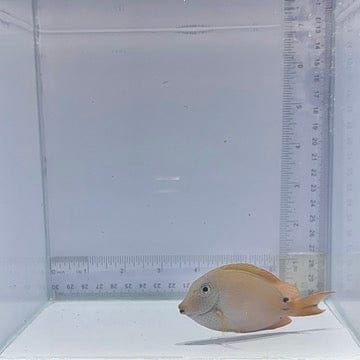 Lavender Tang (Acanthurus nigrofuscus)