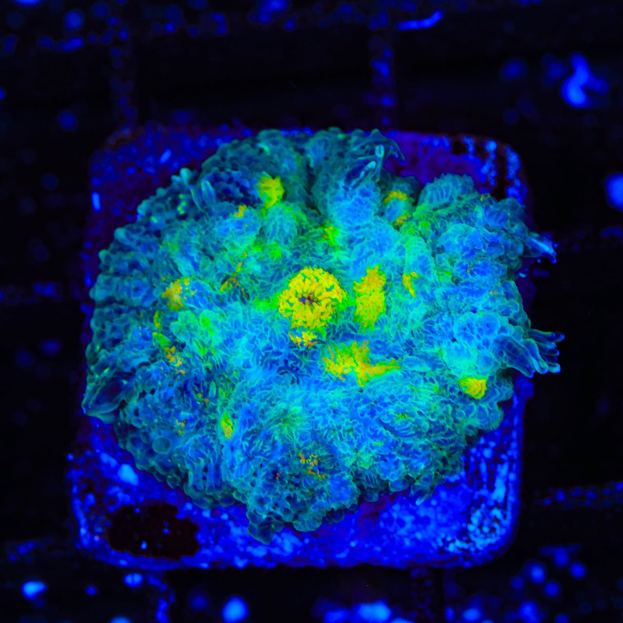 Lemon Ice Mushroom Coral