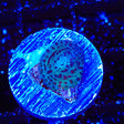 Leopard Mushroom Coral