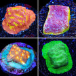 Leptoseris 4 Coral Frag Pack
