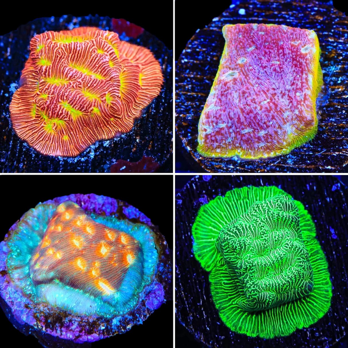 Leptoseris 4 Coral Frag Pack
