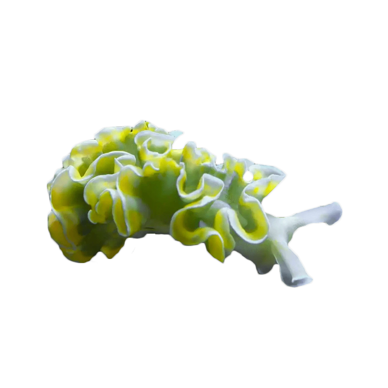 Lettuce Nudibranch – Elysia crispata