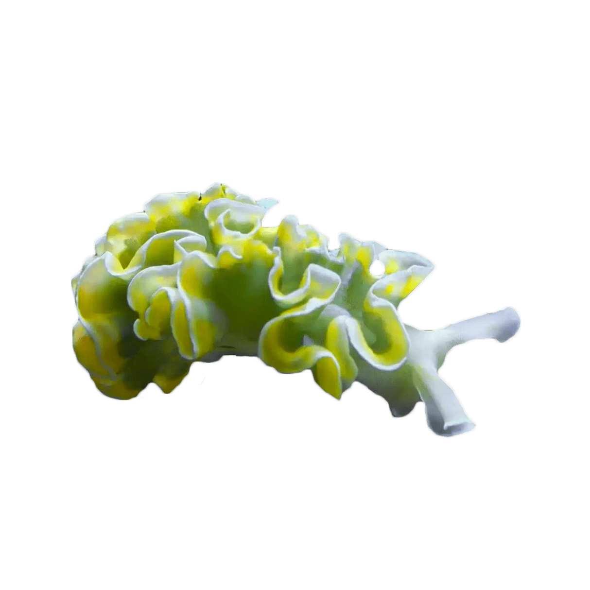 Lettuce Nudibranch – Elysia crispata