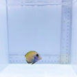 Lieutenant Tang (Acanthurus tennentii)