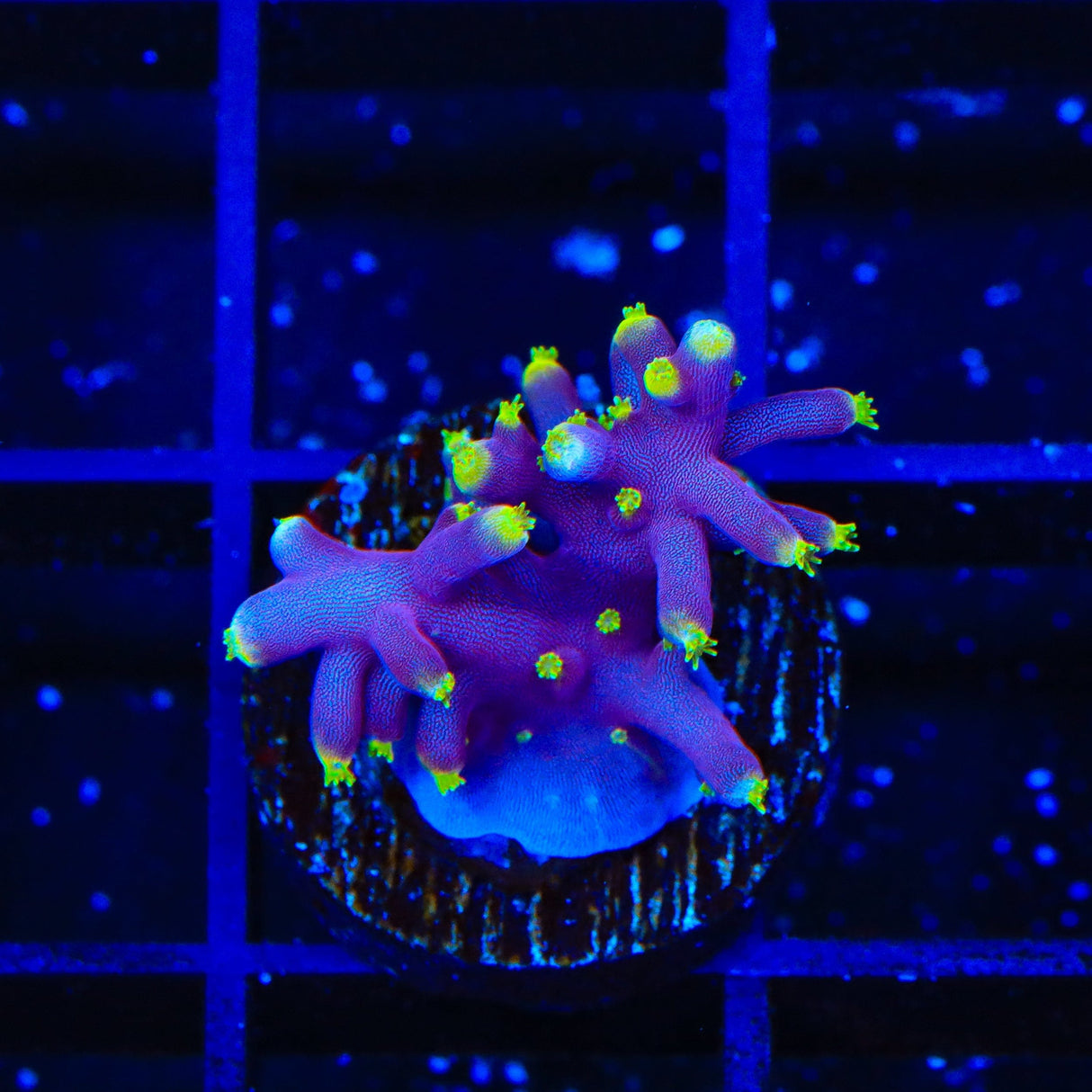 Little Red Ferrari Acropora Coral