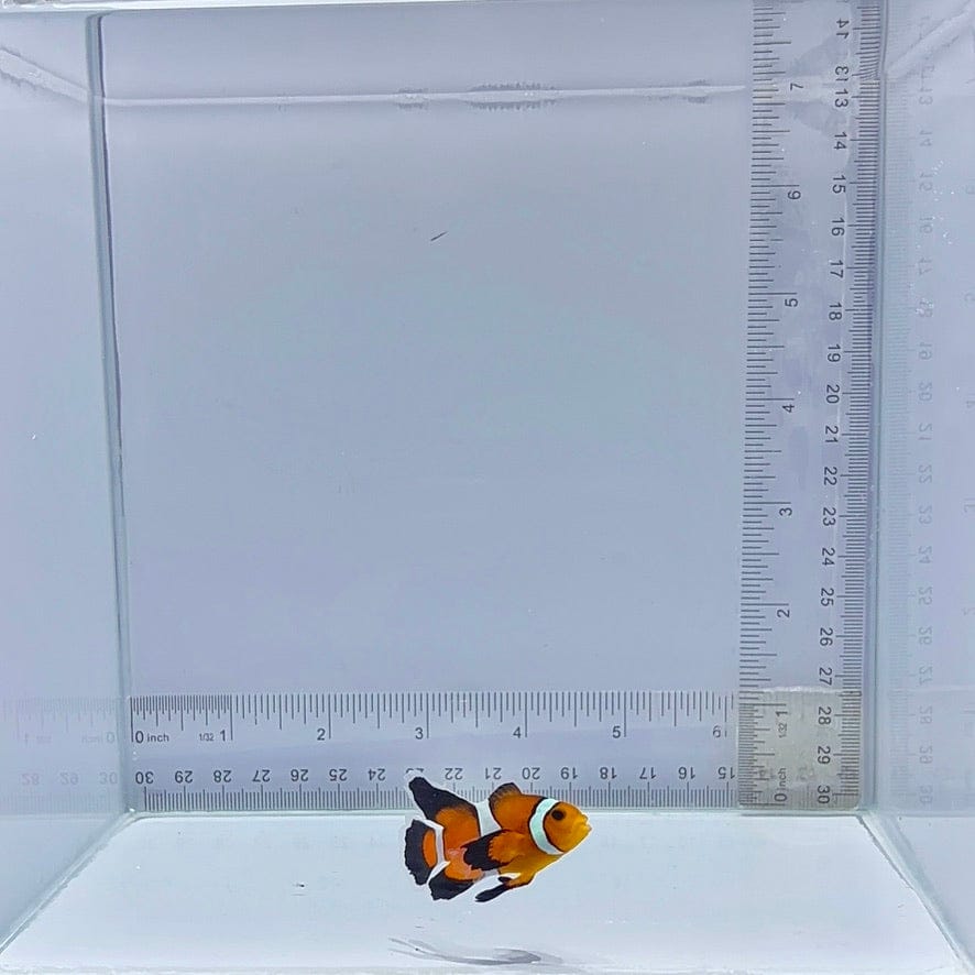 Long-fin Orange Ocellaris Clownfish (Amphiprion ocellaris)
