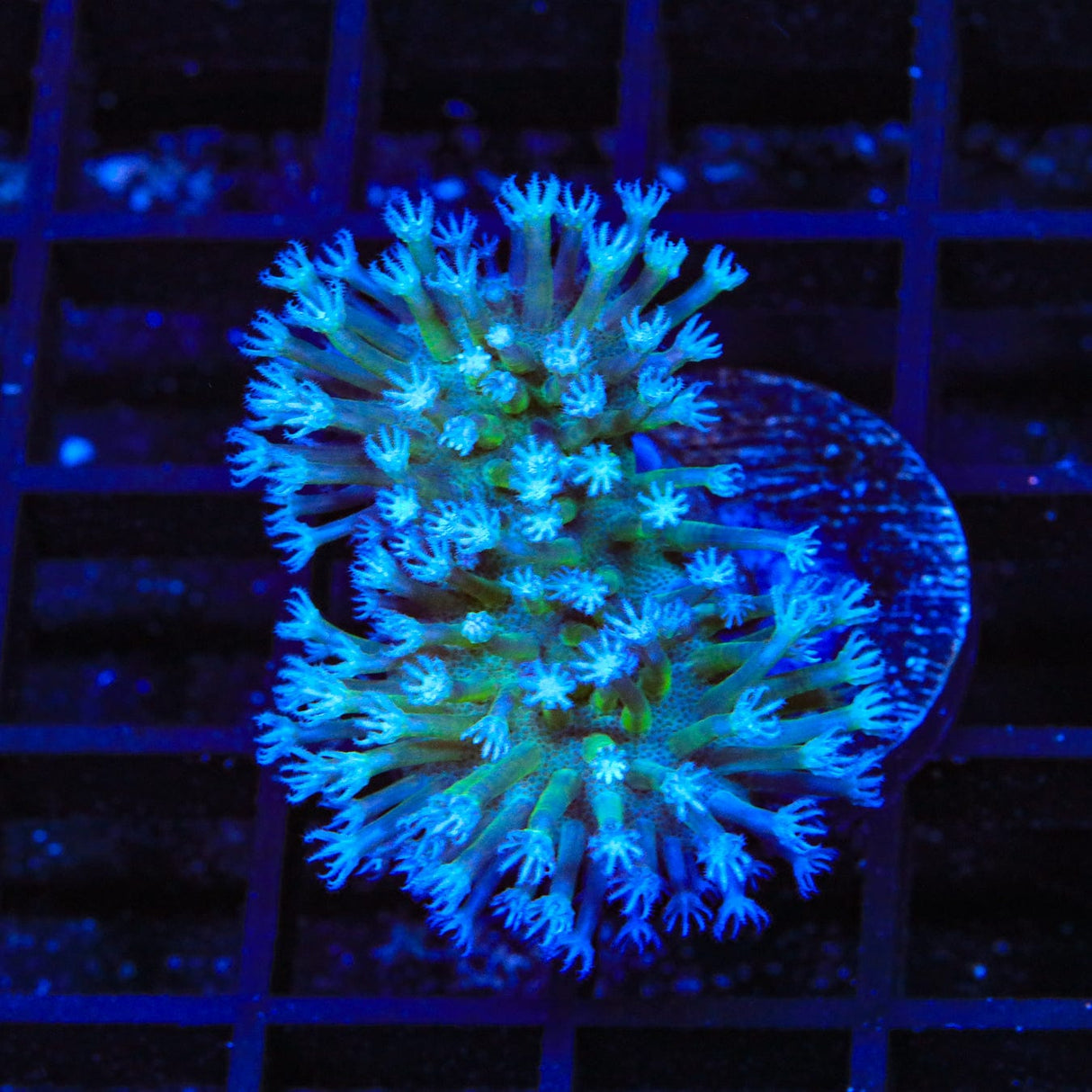 Long Polyp Toadstool Coral