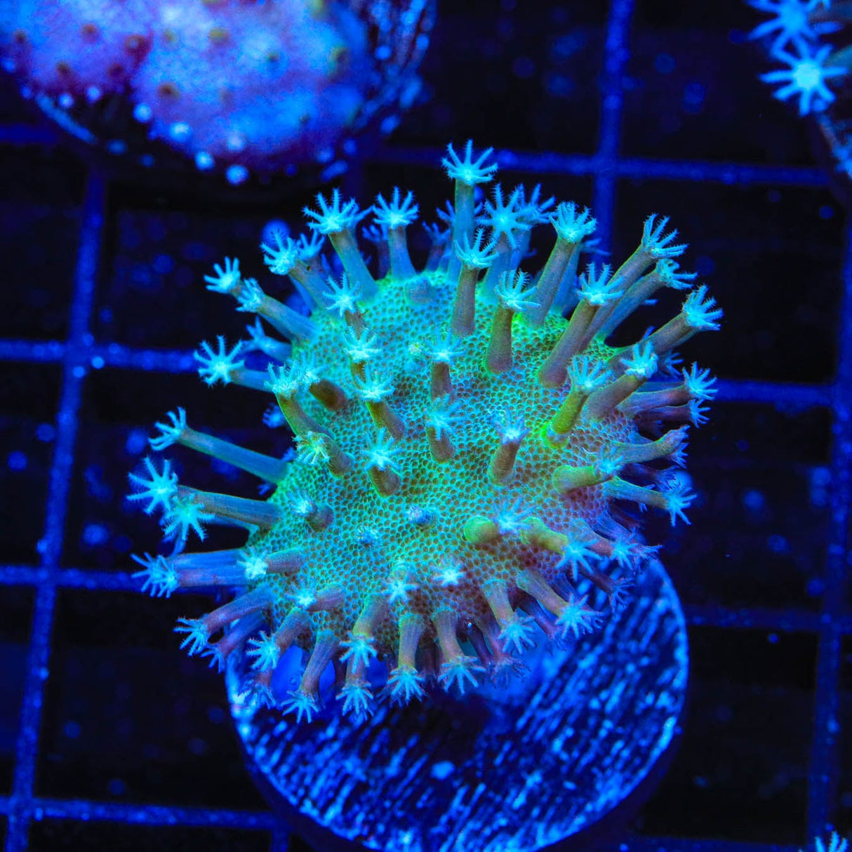 Long Polyp Toadstool Coral