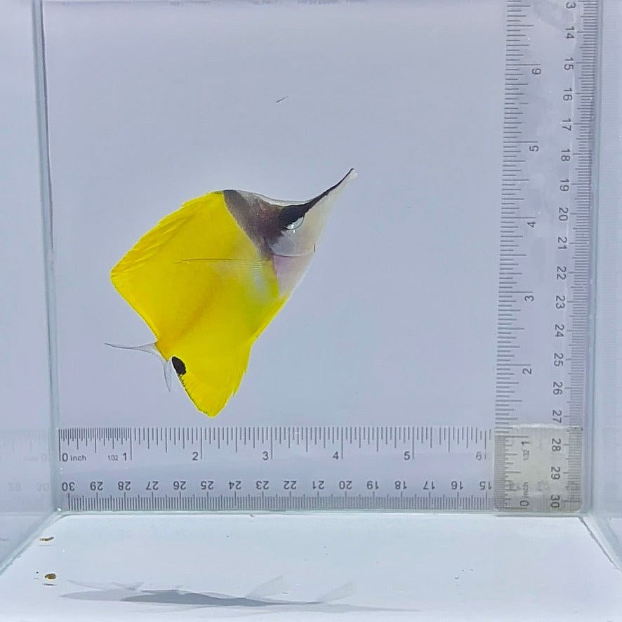 Longnose Butterfly (Forcipiger flavissimus)