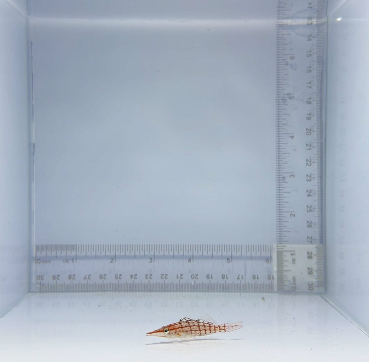 Longnose Hawkfish