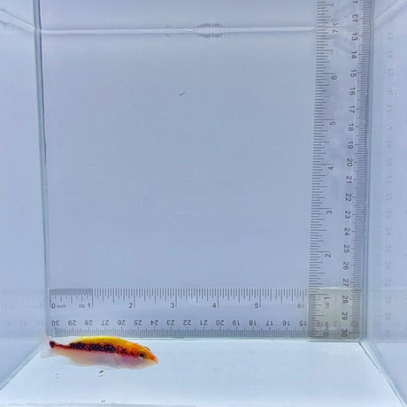 Louti Grouper (Variola louti)