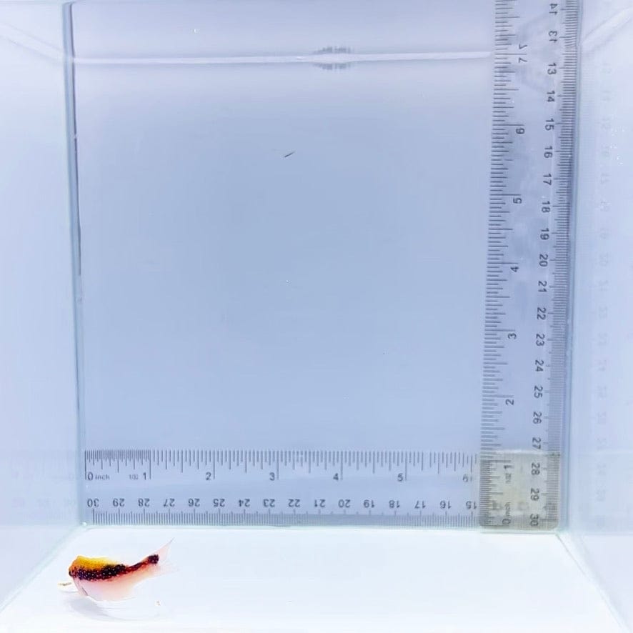 Louti Grouper (Variola louti)