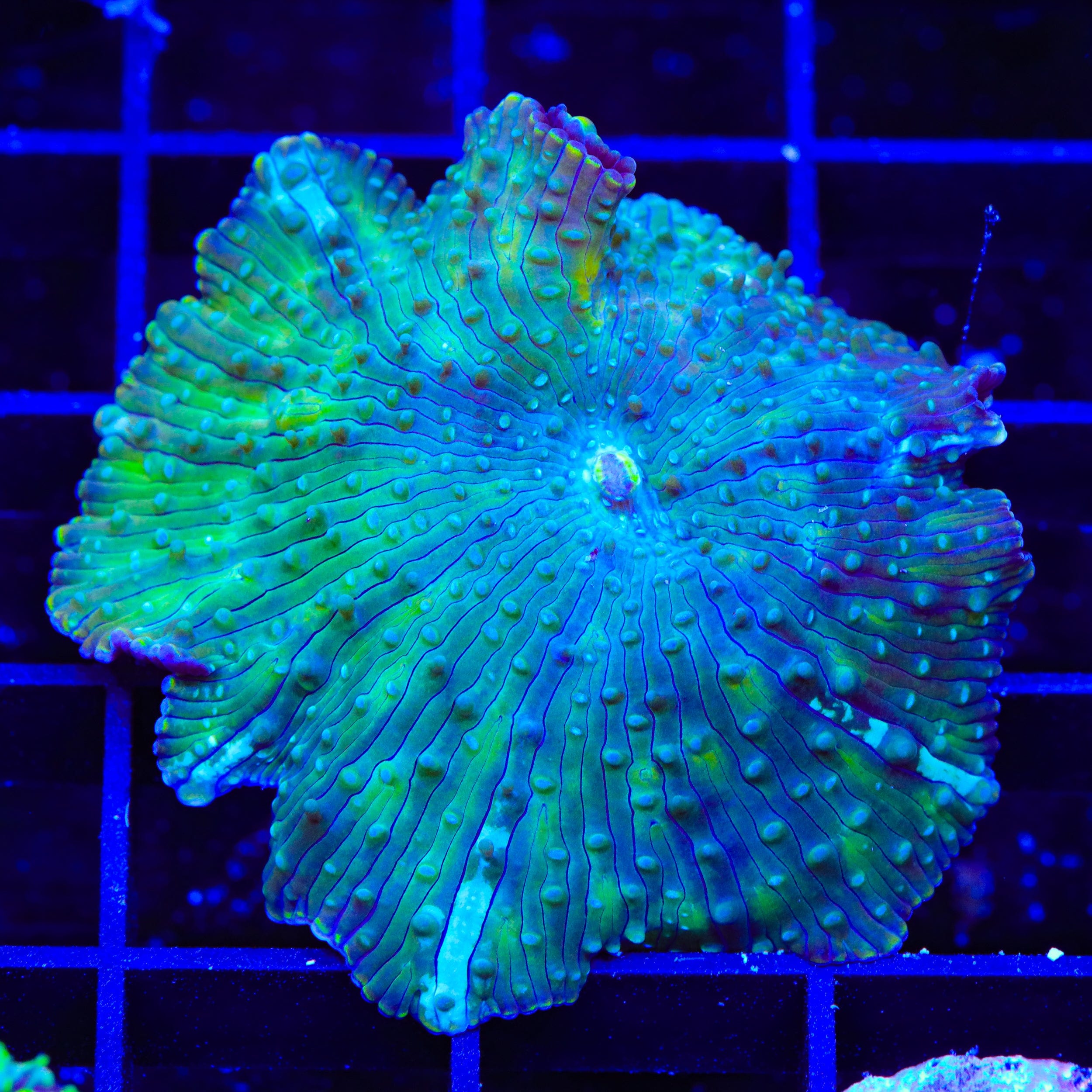 Lucky Mushroom Coral