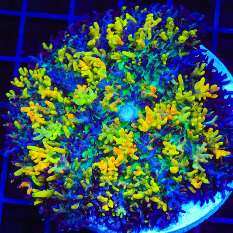 Magic Carpet Persian Rug Mushroom Coral