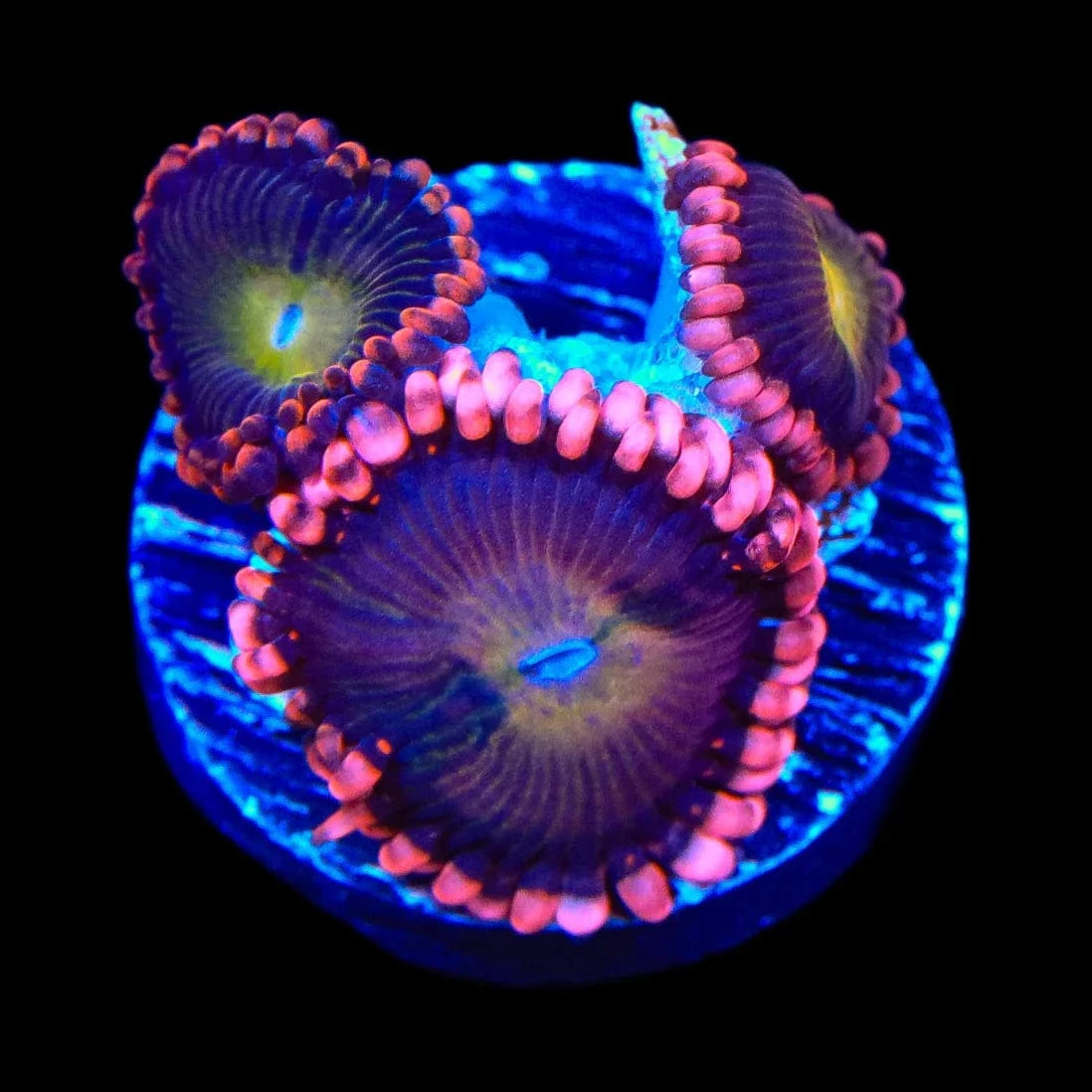 Magneto Zoanthids Coral