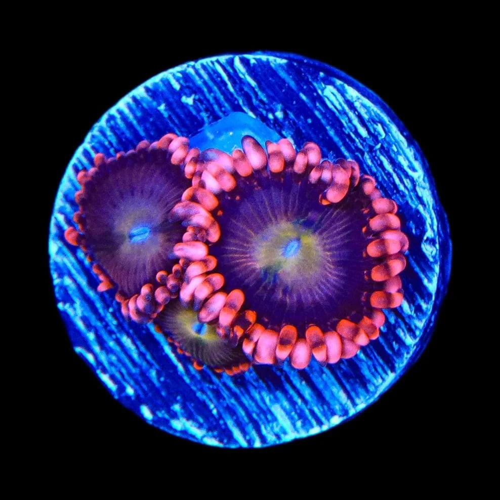 Magneto Zoanthids Coral