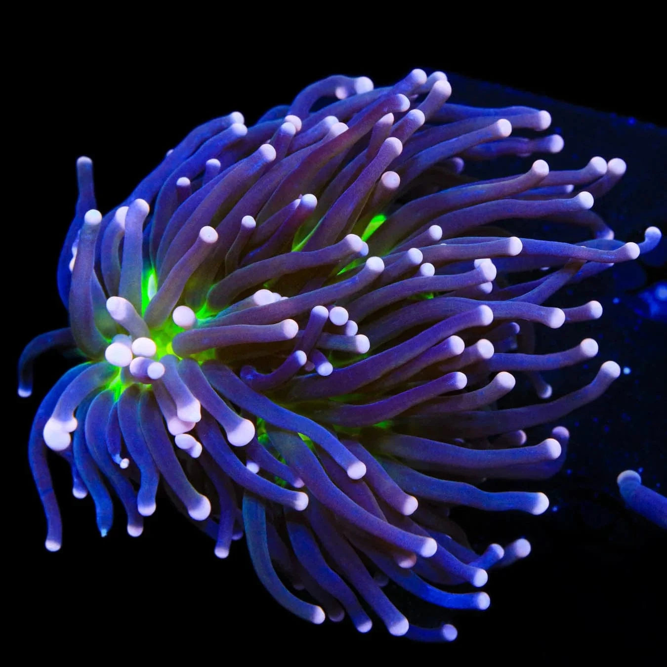 Malaysian Miami Torch Coral