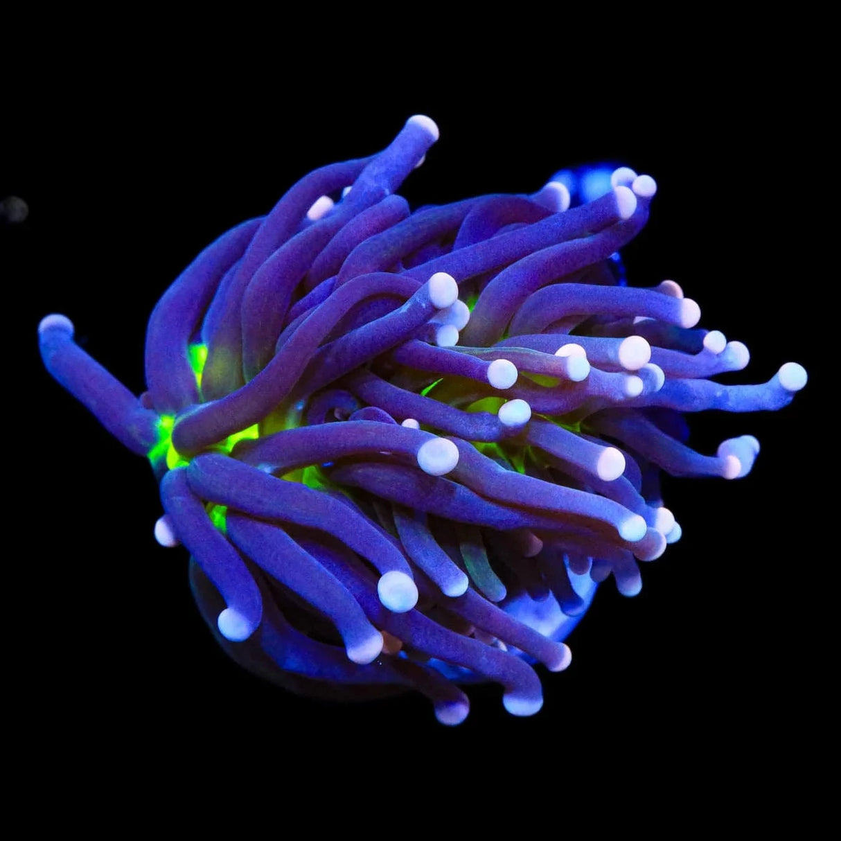 Malaysian Miami Torch Coral