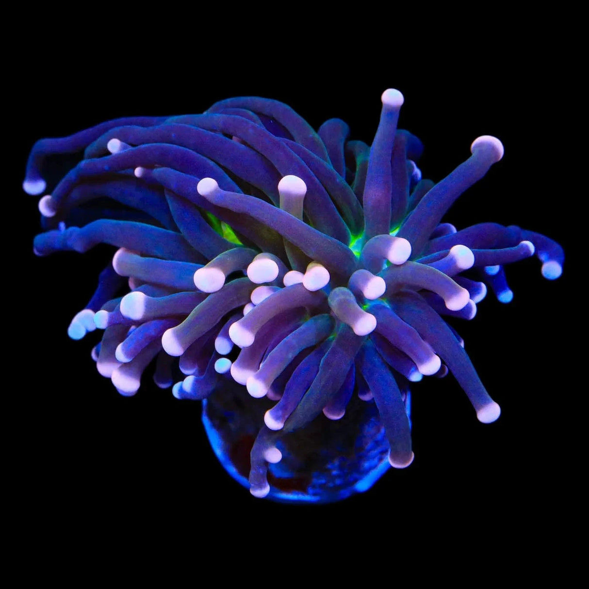 Malaysian Miami Torch Coral