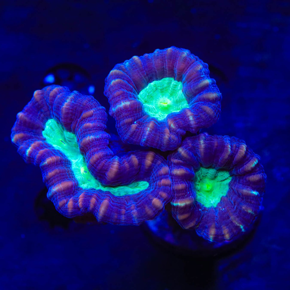 Mammoth Candy Cane Coral