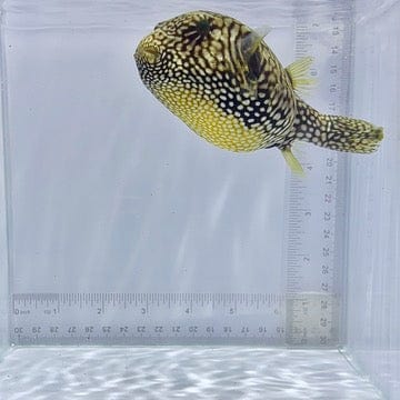 Mappa Pufferfish (Arothron mappa)