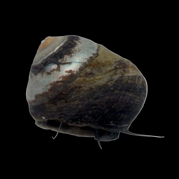 Margarita Snail (10 Pack)