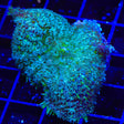 Marsh Persian Rug Mushroom XL Frag Coral