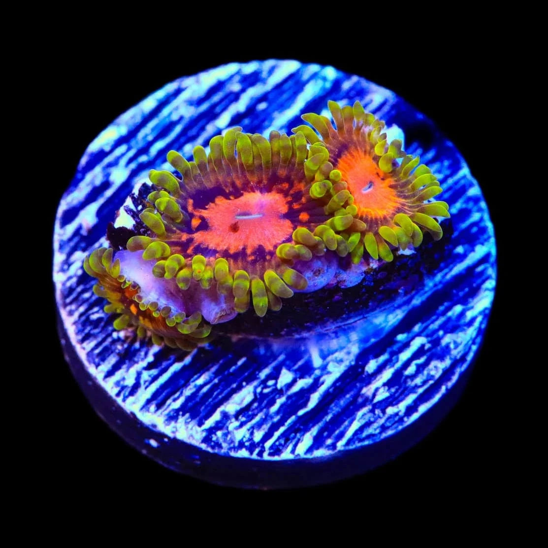 Marvin the Martian Zoanthids Coral