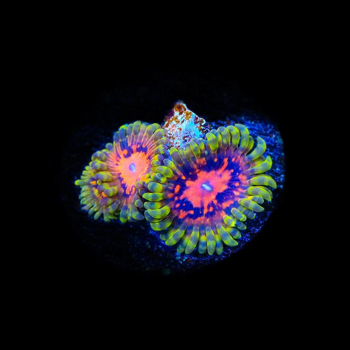 Marvin the Martian Zoanthids Coral