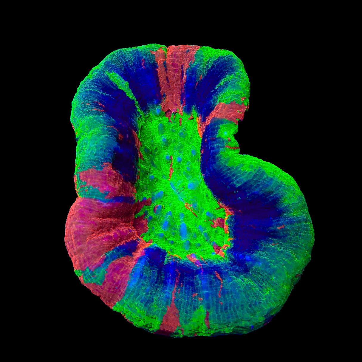 Master Scolymia Coral