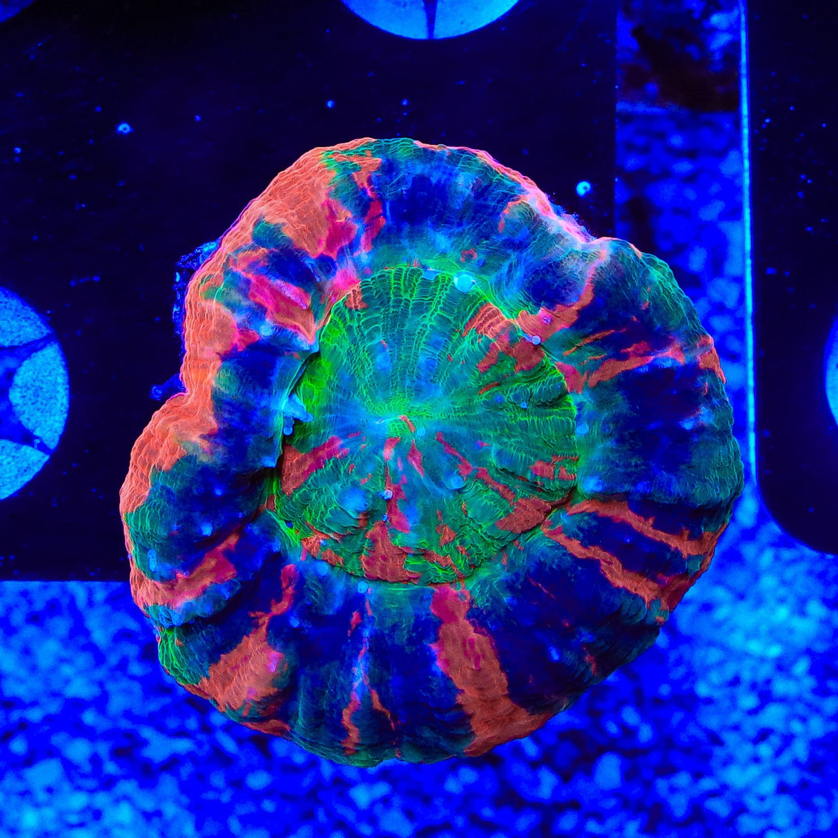 Master Scolymia Coral