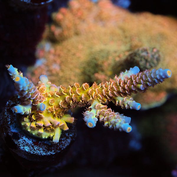 MattV Looney Tunes Tenuis Acropora Coral