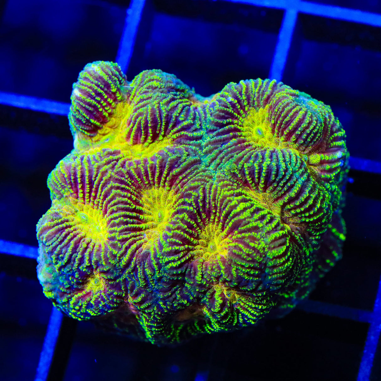 Mayan Sun Favia XL Frag Coral