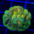 Mayan Sun Favia XL Frag Coral
