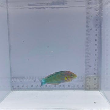 Melanarus Wrasse (Halichoeres melanurus)