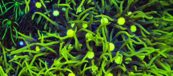 Metallic Green Center Star Polyp Coral