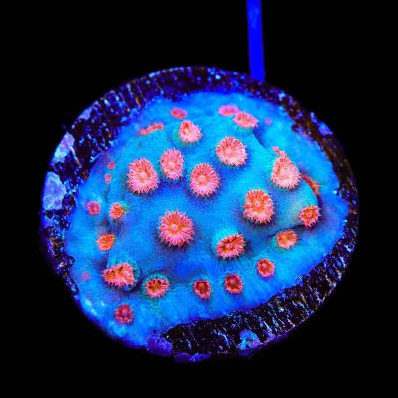 Meteor Shower Cyphastrea Coral