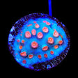 Meteor Shower Cyphastrea Coral