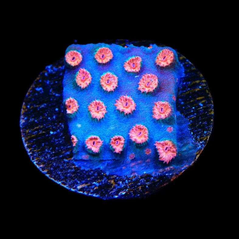 Meteor Shower Cyphastrea Coral