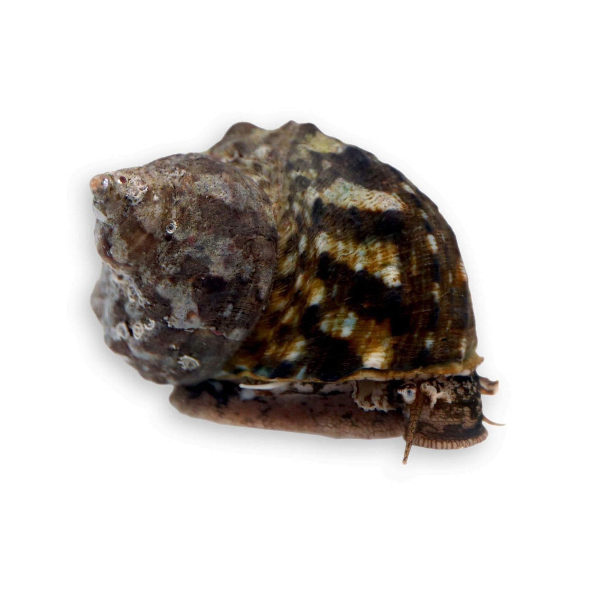 Mexican Turbo Snail – Turbo fluctuosa