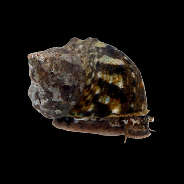 Mexican Turbo Snail – Turbo fluctuosa